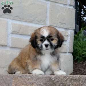Honey Comb, Lhasa Apso Mix Puppy